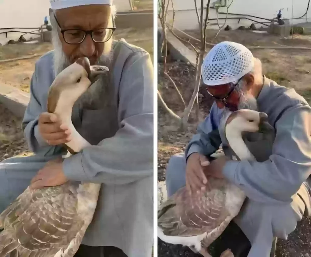 صداقة غريبة تجمع بين العم “علي الغامدي” والوزة “عطيات” في الباحة.. لن تصدق كيف استقبلته!