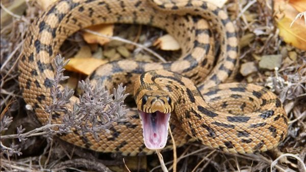 دعوات لـ أكل الثعابين بدلًا من الدجاج واللحم والسمك.. ما الأسباب ؟