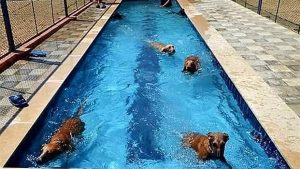 بـ الدولار والمصري .. سرقة فندق شهير لتربية الكلاب في الجيزة