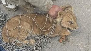 شاهد.. أول فيديو لـ أسد التجمع بعد السيطرة عليه.. اعرف مكانه الآن