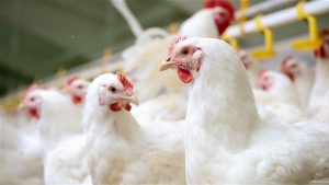 50 جنيهًا| استمرار تراجع أسعار الدواجن اليوم.. وكرتونة البيض مفاجأة