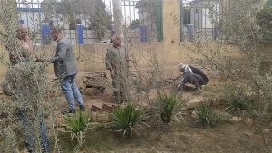 رئيس مدينة زفتي: غرس 250 شجرة مثمرة وزينة ضمن المبادرة الرئاسية