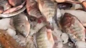 تعرف على أسعار الأسماك والجمبرى اليوم السبت 6 أبريل 2024