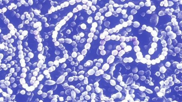 أكل اللحم مرض خطير يهدد بجائحة جديدة.. ما القصة؟