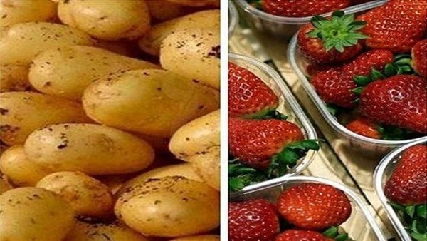 بدء تصدير منتجات مصرية عالية الجودة إلى المغرب وكندا