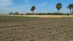 الزراعة تتابع محصول القطن في محافظات الوجه القبلي