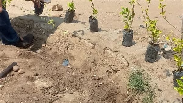 رئيس مدينة قطور: غرس 200 شجرة مثمرة وزينة لتجميل في الشوارع الرئيسية