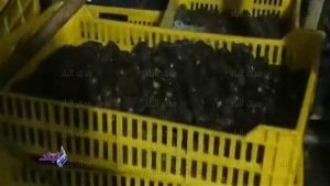 قبل بيعها للمواطنين.. ضبط 300 طن تمور فاسدة بالبحيرة