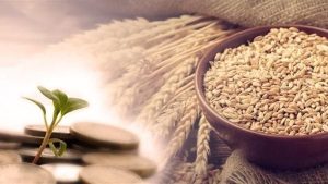 إخراج زكاة الفطر من الحبوب فرض أم سنة؟.. الجواب المختصر لـ كبار العلماء