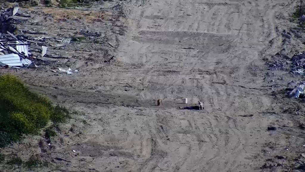 صور حصرية للجزيرة تظهر اغتيال جنود الاحتلال الشاب محمود رياض خلال حصوله على المساعدات