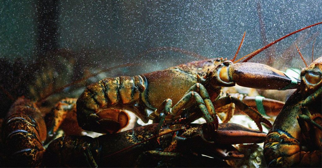 قد تزيد الوجبات الغذائية الغنية بالمأكولات البحرية من خطر التعرض للمواد الكيميائية إلى الأبد