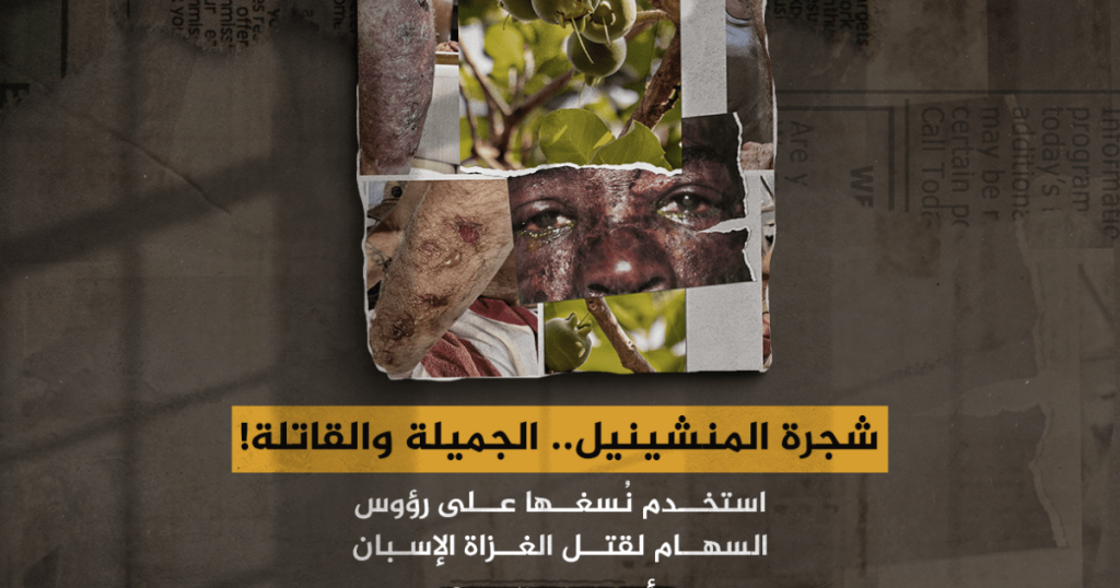 شجرة المنشينيل.. الجميلة والقاتلة! استخدم سمّها لقتل الغزاة الإسبان.. فأين توجد اليوم؟
