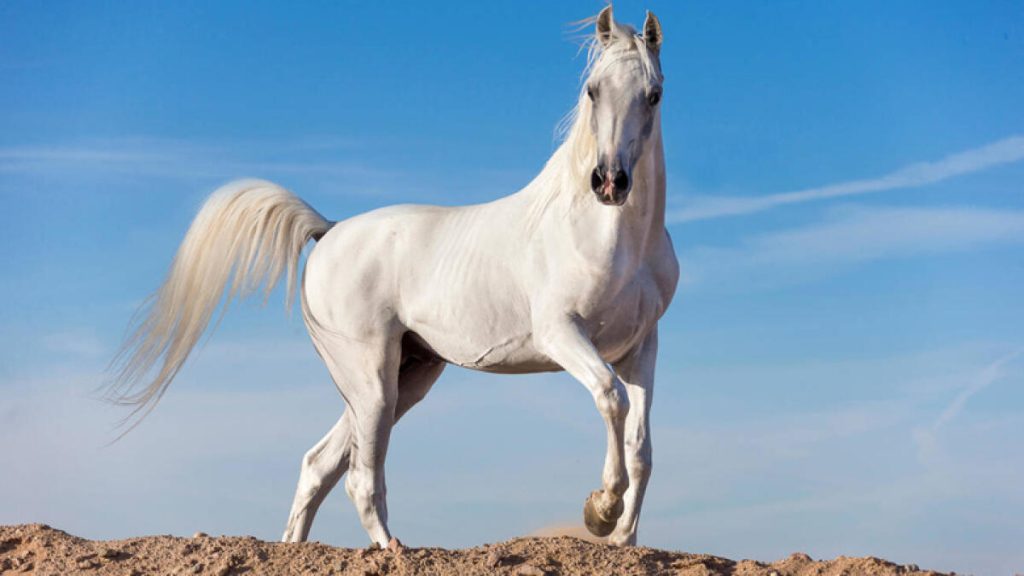 صيف دبي: يمكن للطلاب الآن الحصول على تدريب عسكري ودروس ركوب الخيل من الشرطة – أخبار