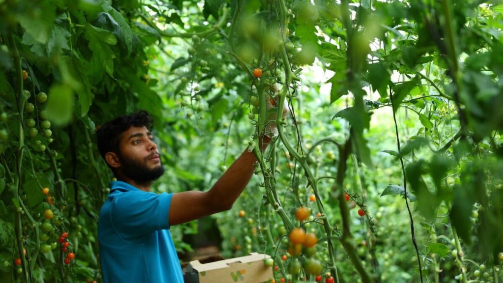 الوظائف في الإمارات: 20 ألف وظيفة شاغرة في قطاع الأغذية بحلول 2030 – خبر