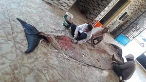 تحنيط الكائنات البحرية.. إرث الغردقة الذي يعانق الزمن
