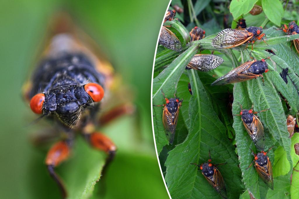 تبرز CICADAs Zombie Zombie-Eyed جائعًا لممارسة الجنس بعد نوم 17 عامًا