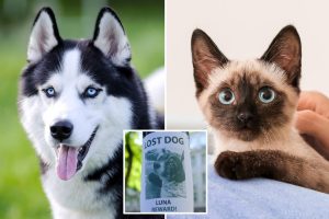 تجد الدراسة أن NJ تقود الأمة في تقارير CAT المفقودة