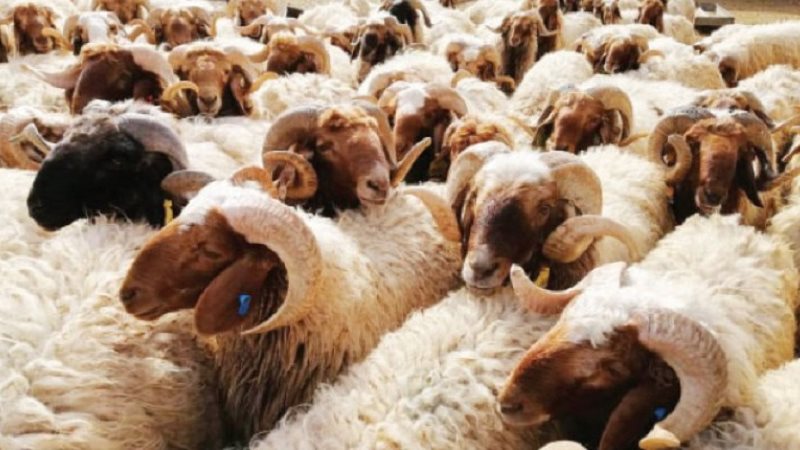 هل الأضحية تجزئ عن الشخص فقط أم جميع أفراد أسرته؟.. أمين الإفتاء يجيب