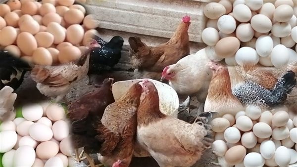 قبل ماتنزل تشتري.. أسعار الدواجن اليوم السبت بالبورصة والأسواق