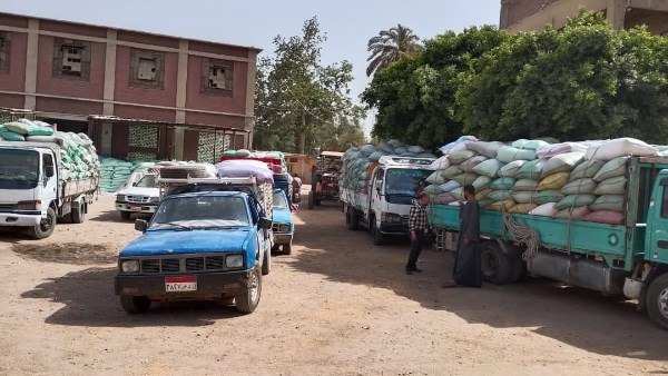 شون وصوامع المنيا تستقبل 390 ألف طن قمح منذ بدء موسم التوريد
