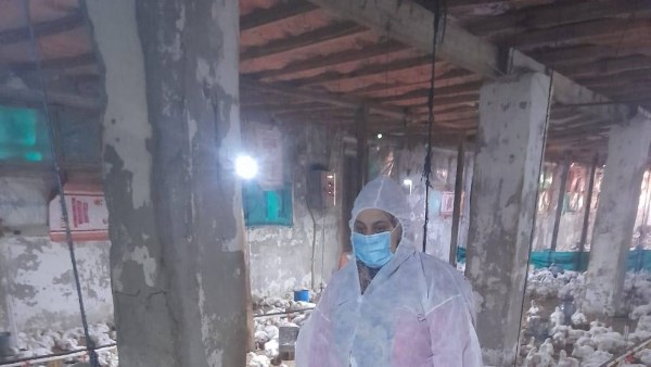 مسح شامل للمزارع.. حقيقة انتشار فيروس وبائي بين الدواجن| تقرير رسمي