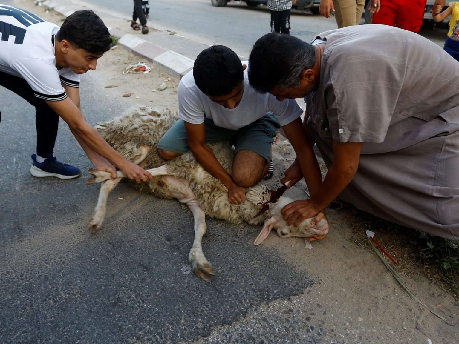 “دعوا إلى تعميمها”.. مغردون يرحبون بفتوى الديار الليبية بالتبرع بثمن الأضاحي لغزة