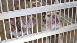 خطة حماية الحيوانات الأليفة في الاتحاد الأوروبي تنفد الأشجار الخاطئة و MEPs والمنظمات غير الحكومية تحذير