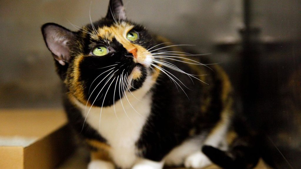 البرلمان الأوروبي يدعم الرصيد الإلزامي لجميع القطط والكلاب في الاتحاد الأوروبي