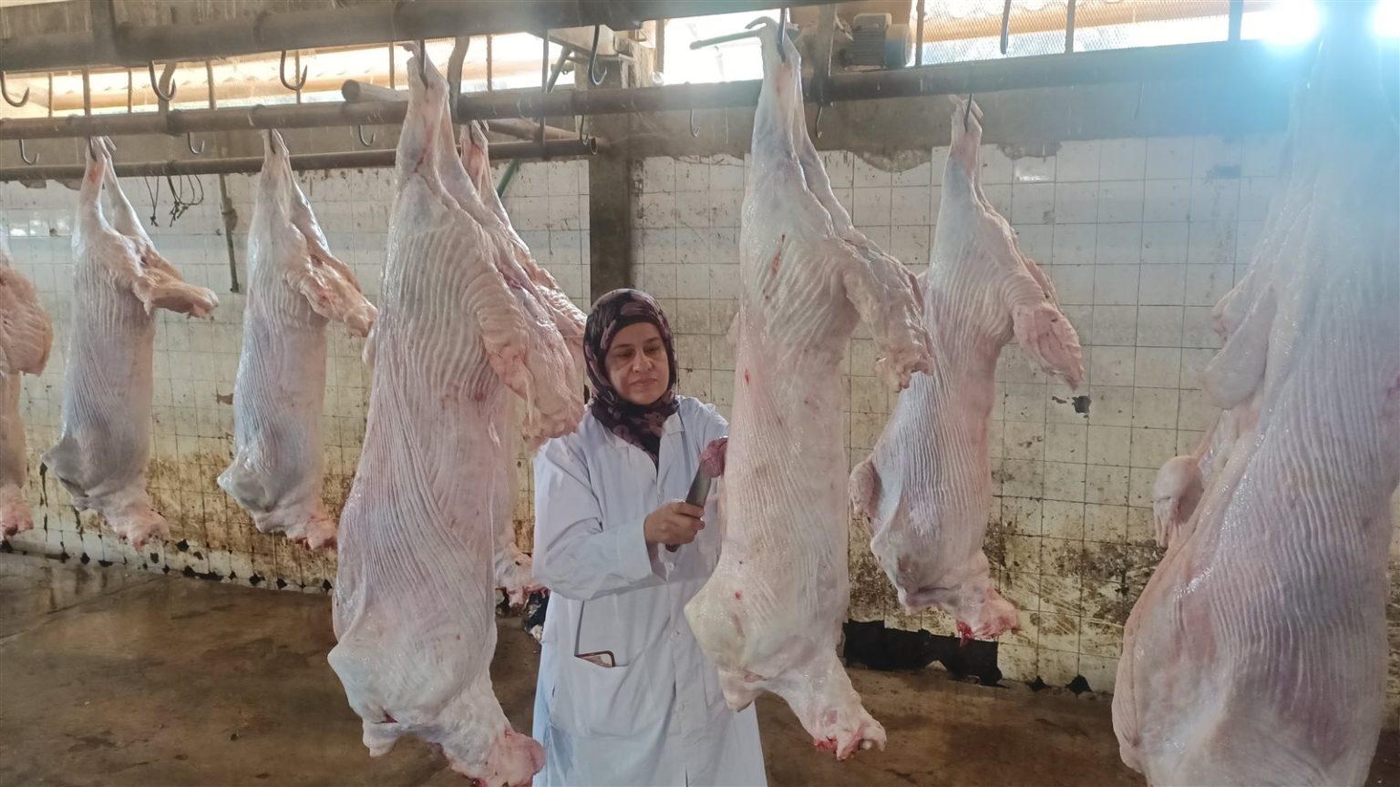 3443 أضحية بمجازر الجيزة وغرفة عمليات للتعامل مع شكاوى المواطنين