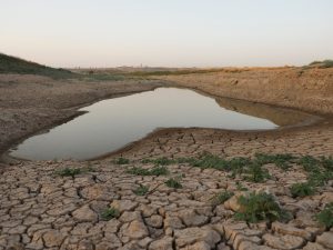 جفاف غير مسبوق يهدد محاصيل القمح في سوريا