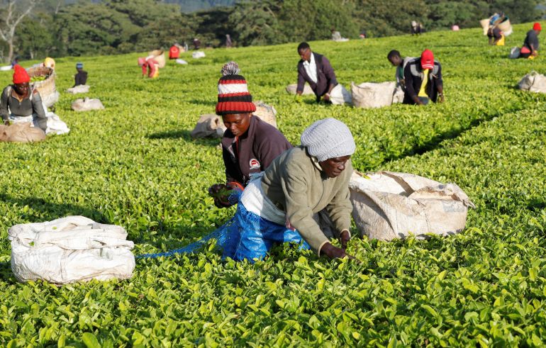 Members of the Kimasas cooperative society, accused by Eastern Produce Kenya (EPK) of invading the Sitoi Tea Estate causing substantial financial losses to the company, pluck tea leaves at a plantation in Mosine village of Nandi County, Kenya, January 22, 2025. REUTERS/Monicah Mwangi