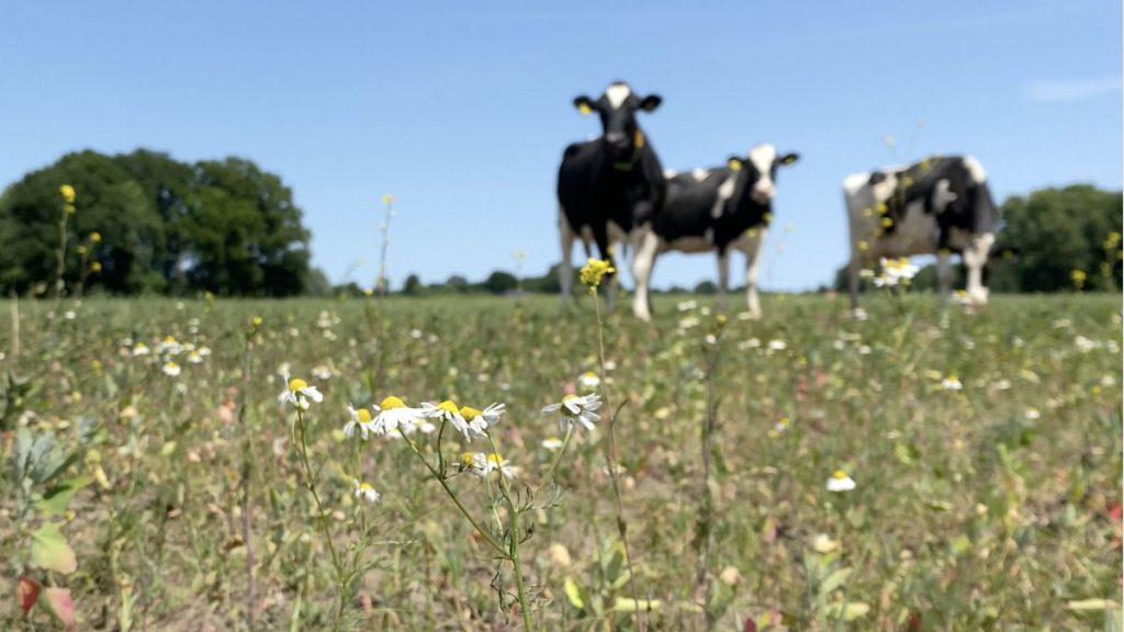 الكثير من السماد ، القليل من العمل: الاختبارات الزراعية الهولندية الأهداف الخضراء في الاتحاد الأوروبي