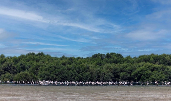 تستعيد المملكة العربية السعودية أكثر