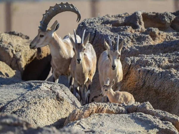 يحتفل الأمير محمد بن سلمان ريزيرف