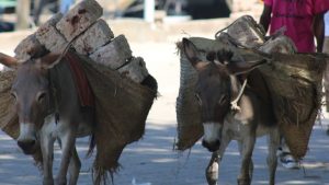 ذبح الحمير وتهريبها للصين يفاقم معاناة الأُسر بأفريقيا