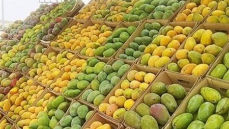 لعصائر رمضان.. أفضل أنواع المانجا للتخزين في الفريزر وطريقة الحفاظ على طعمها