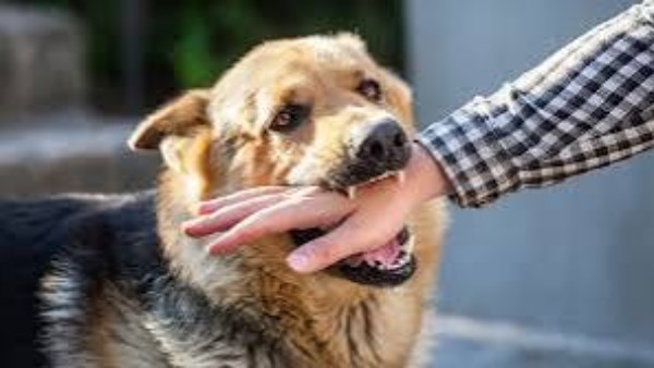 البيطريين تهاجم الكلاب الضالة: تهدد المجتمع.. ولدينا استراتيجيات لمواجهتها