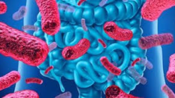 بكتيريا الامعاء 