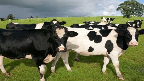 مفترس آكل للحوم يهدد صناعة المواشي.. وأمريكا تتخذ من الذباب سلاح بيولوجي