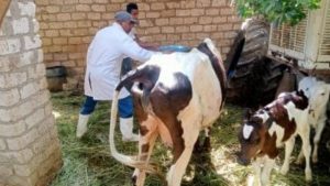 بيطري الغربية: تحصين 129 ألف رأس ماشية ضد الحمى