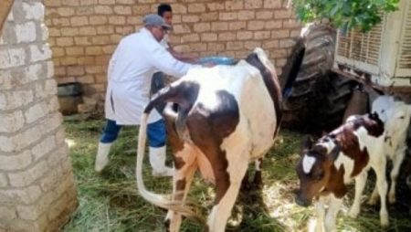 بيطري الغربية: تحصين 129 ألف رأس ماشية ضد الحمى
