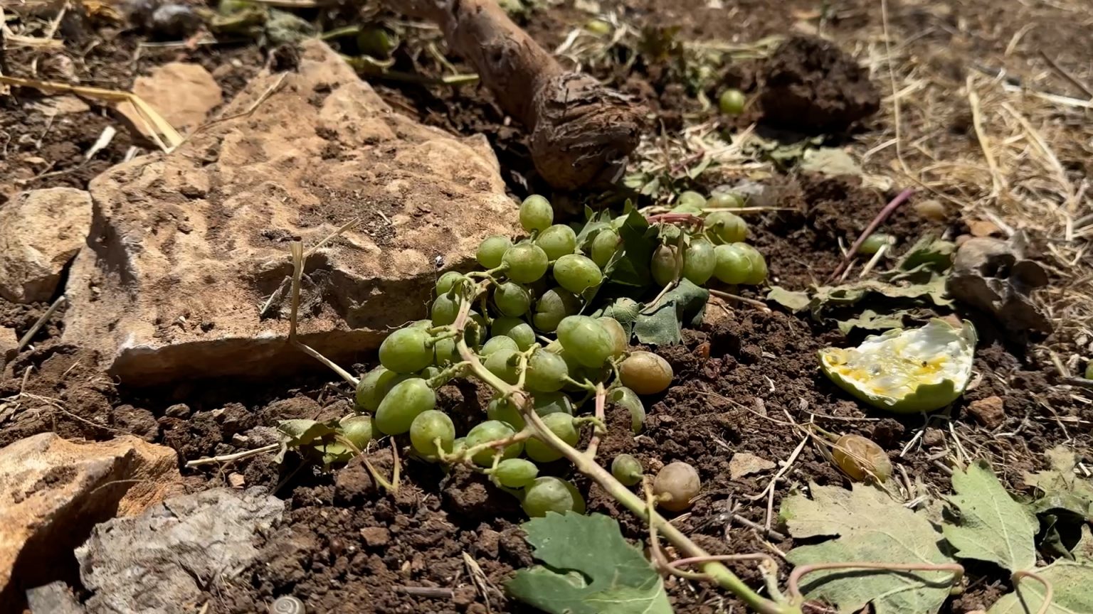 الاحتلال يهدم منشآت ويجرف عشرات الأشجار في القدس