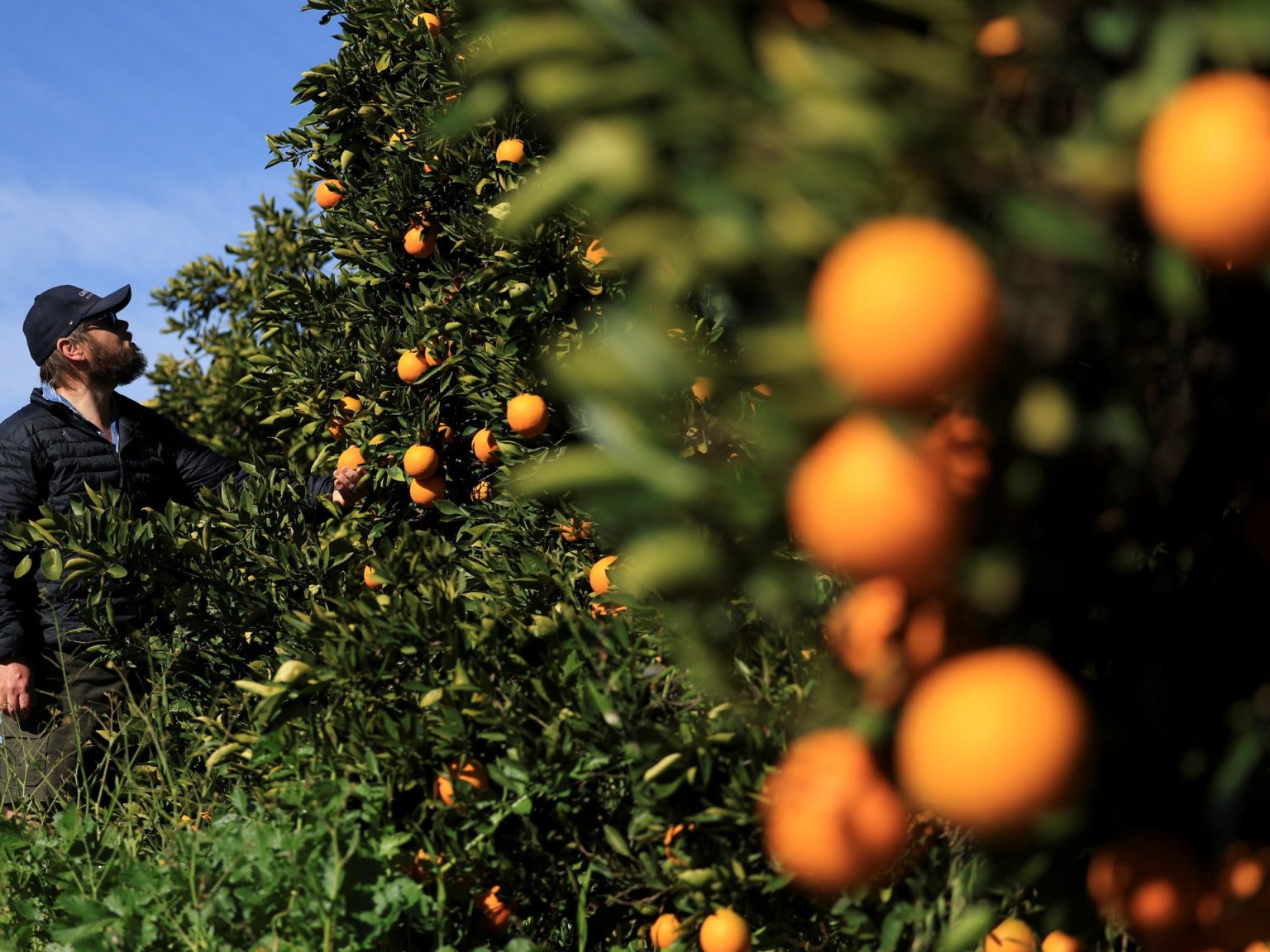 التعريفات الأميركية على جنوب أفريقيا تضرب مصالح المزارعين البيض