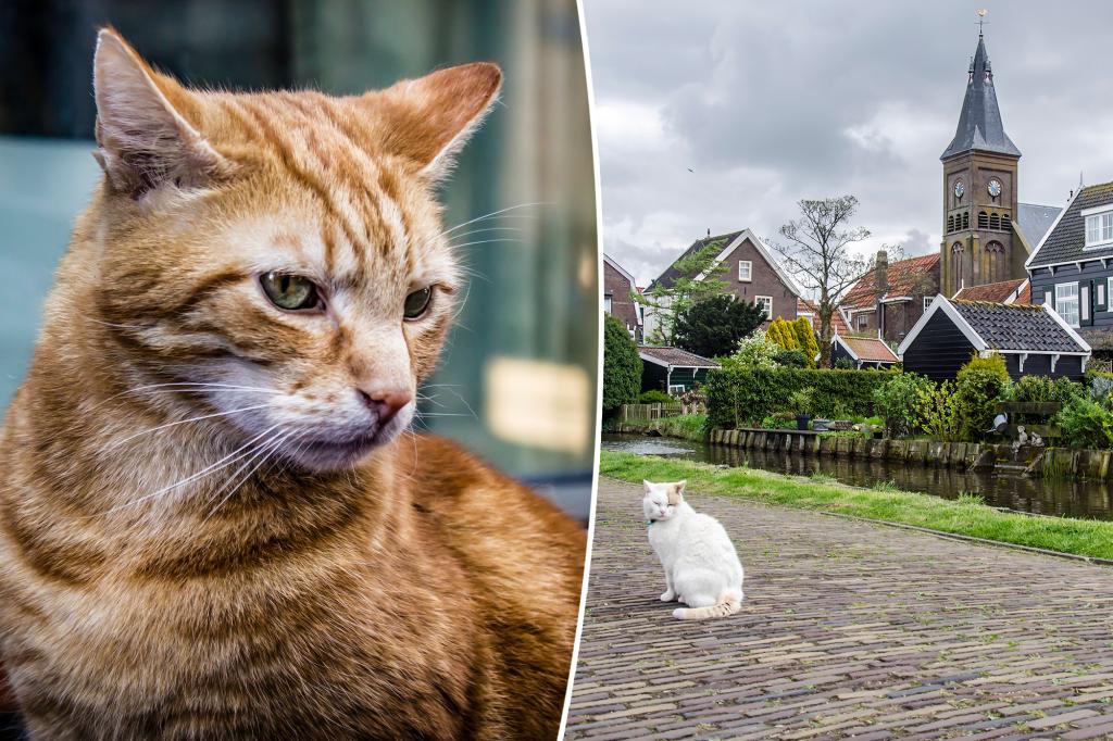 أمستردام تنشئ سلالم قناة صغيرة لإنقاذ القطط الغارقة