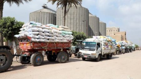 استلام 318 ألف طن من الأقماح المحلية بصوامع وشون بني سويف منذ بداية موسم الحصاد