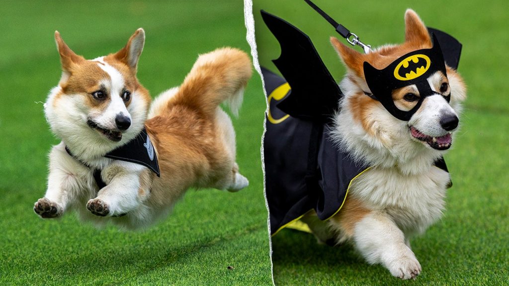 120 فريق Corgi من جميع أنحاء أوروبا يتنافس في حدث ليتوانيا