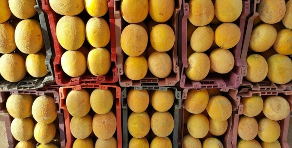 ترى الأسواق السعودية طلبًا قويًا على البطيخ المحلي حيث يصل الحصاد الصيفي إلى 63000 طن