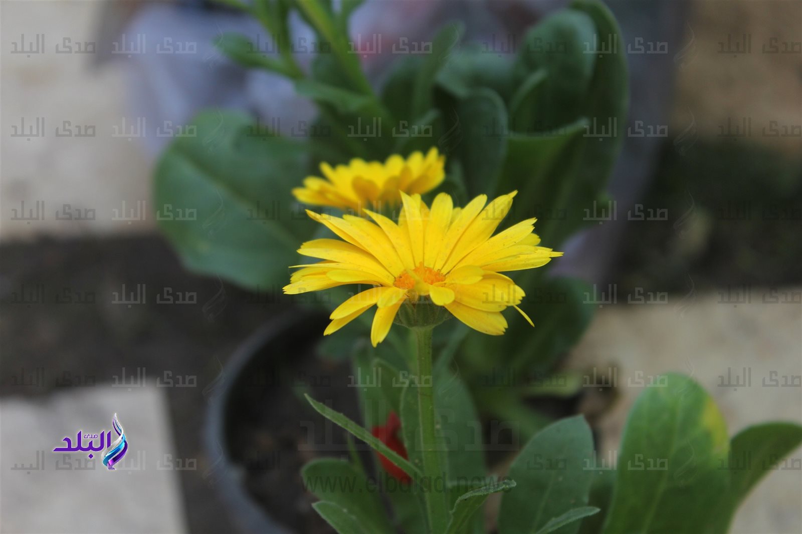 زهرة الأقحوان