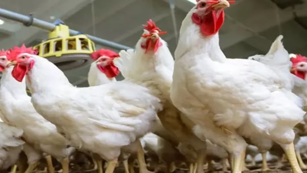 الدواجن حاضرة على موائد رمضان.. اتحاد المنتجين يكشف تفاصيل المعروض