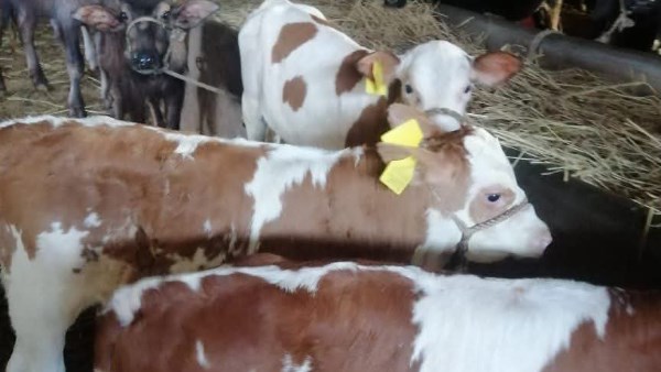 بيطري الشرقية يجري المسح التناسلي الشامل لـ 5574 رأس ماشية